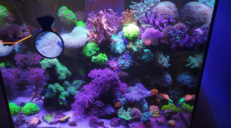 aquarium Bac mixte 330L récifale