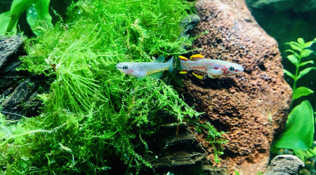 Couple Fundulopanchax gardneri