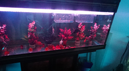 aquarium scalaris 200