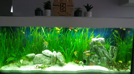 aquarium Rio juwel 240