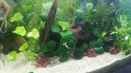 aquarium 150L Eheim