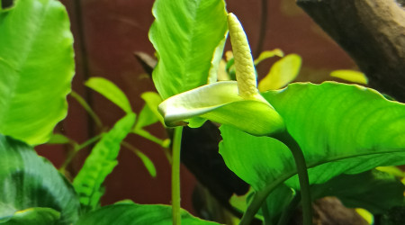 Fleur d'Anubias Caladifolia