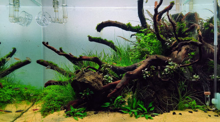 aquarium 55l