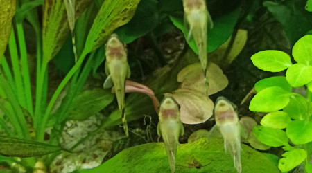 Kuhlis et Otocinclus