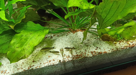 Kuhlis et Otocinclus