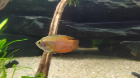Trichogaster lalius