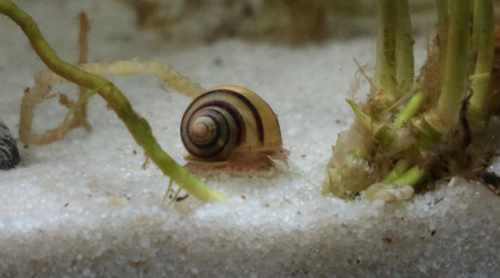 mon chouchou de l'aquarium