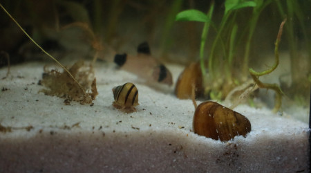 mon chouchou de l'aquarium