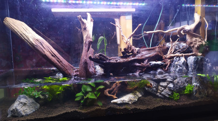 aquarium Paludarium