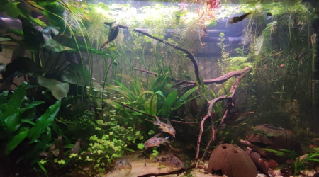 Il y a une branche romarin qui est tombé dans le bac, oups