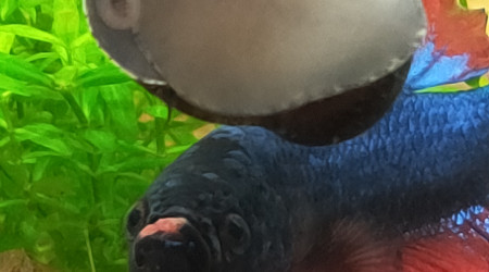 Mon betta a retrouvé son poto le Neritina ?