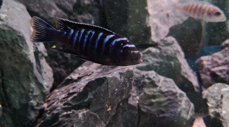 Maylandia sp. dolphin Manda F1"