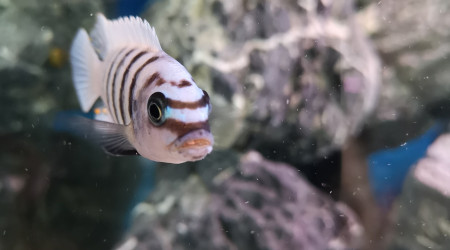 Maylandia fainzilberi Maison Reef F1