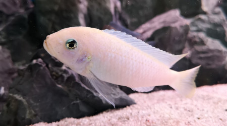 Maylandia callainos pearl white