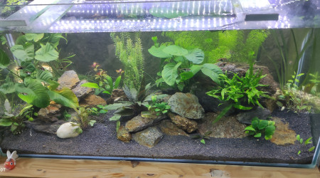 aquarium 180 Litres tendance asiatique