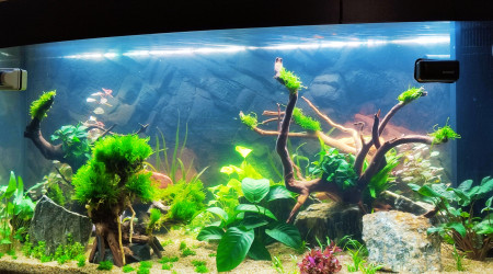 aquarium Bac planté