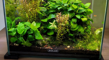 aquarium Nano aqua