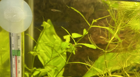 Naissance d’un alevin