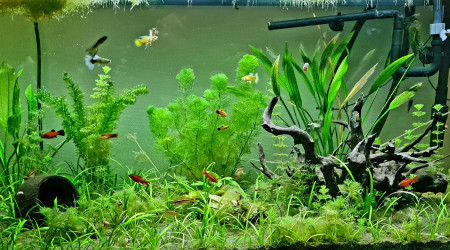 aquarium 180l Communautaire