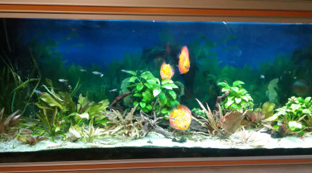 aquarium Amazonie 600 litres