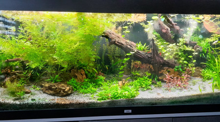 une coupe a prevoir!!!!!!