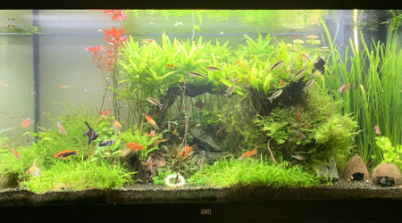 aquarium Juwel Rio 350