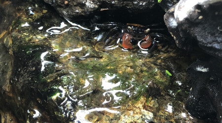 Les crabes sont de sortie