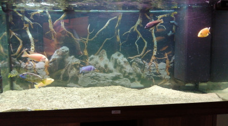 Notre aquarium de Cichlides
