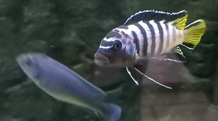 Pseudotropheus Elongatus Mpanga