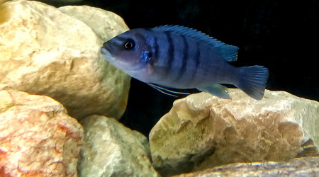 Cynotilapia sp Hara