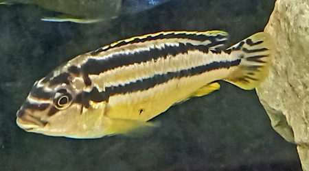 Melanochromis Auratus (frappeur de pierre du Malawi) F