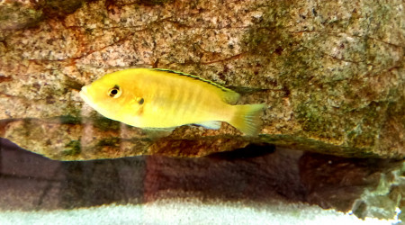 Labidochromis Caeruleus Lemon