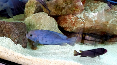 Cyrtocara Moorii " bossu du Malawi"