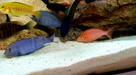 Aulonocara Fire Red Dragon