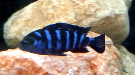 pseudotropheus Demasoni