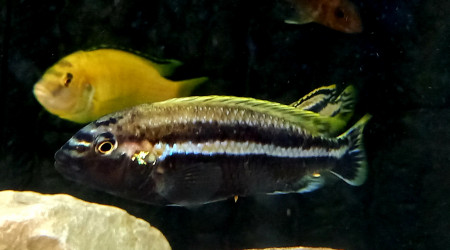 Melanochromis Auratus (frappeur de pierre du Malawi) M