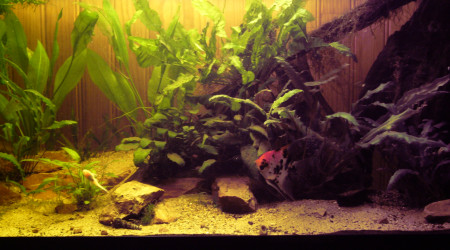 aquarium 300L amazonien