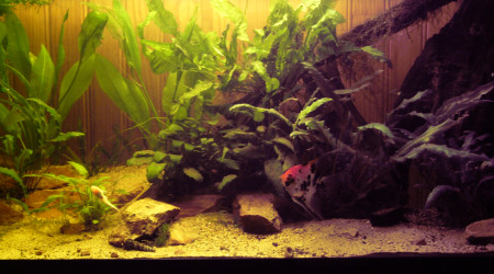 aquarium 300L amazonien