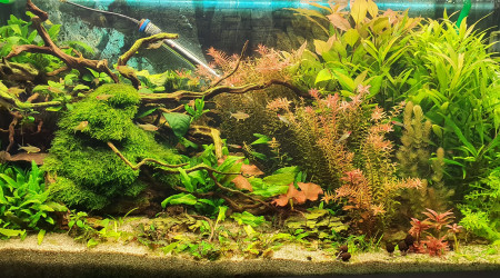 Communautaire osaka320l