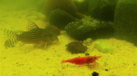 Les Red-Cherry sortent de plus en plus de leur cachette