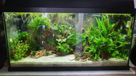 Ponte de Corydoras Aeneus