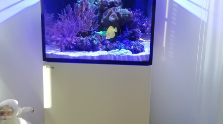 aquarium Récifal et poissons