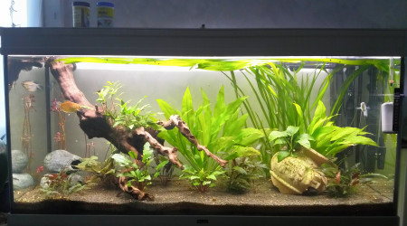 aquarium 1 ans apres