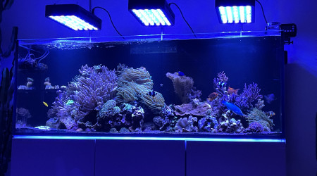 aquarium Aquamedic Armatus 450
