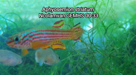 Aphyosemion striatum Ncolamvan GEMHS 00-33