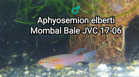 Aphyosemion elberti Mombal Bale JVC 17-06