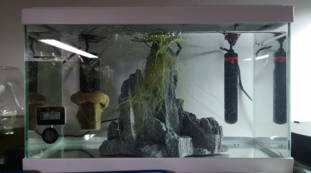 Croissance d'alevins