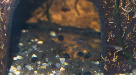 Alvins Aphyosemion striatum Ncolamvan GEMHS 00-33