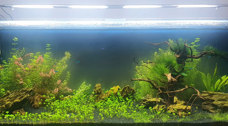 aquarium 300L
