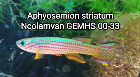 ♂️ Aphyosemion striatum Ncolamvan GEMHS 00-33